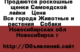 Продаются роскошные щенки Самоедской лайки › Цена ­ 40 000 - Все города Животные и растения » Собаки   . Новосибирская обл.,Новосибирск г.